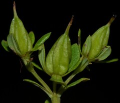Hypericum lobocarpum