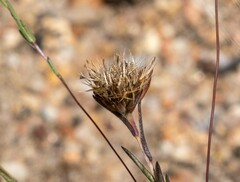 Rigiopappus leptocladus
