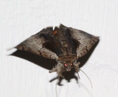 Catocala ultronia