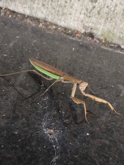 Tenodera sinensis