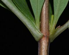 Hypericum lobocarpum