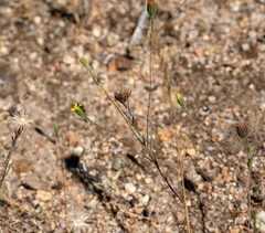 Rigiopappus leptocladus