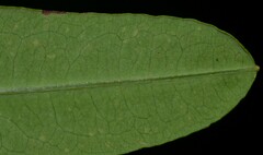 Hypericum lobocarpum