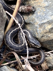 Thamnophis elegans