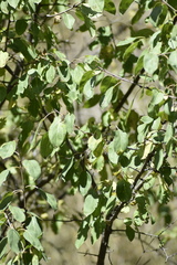 Malus baccata