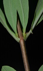 Hypericum lobocarpum