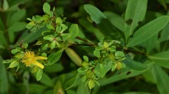 Hypericum lobocarpum