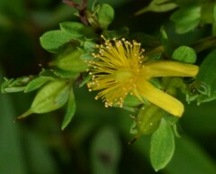 Hypericum lobocarpum