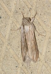Cucullia umbratica