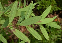 Hypericum lobocarpum