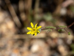 Rigiopappus leptocladus
