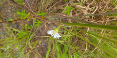 Erigeron vernus