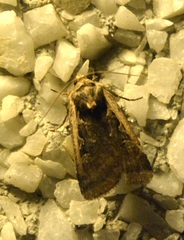 Parabagrotis