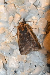 Parabagrotis
