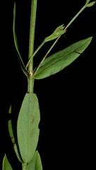 Hypericum virgatum