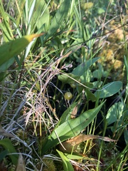 Maianthemum trifolium