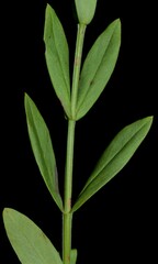Hypericum virgatum