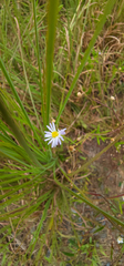 Erigeron vernus