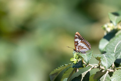 Limenitis lorquini