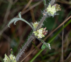 Xanthosia pilosa