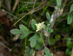 Xanthosia pilosa