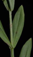 Hypericum virgatum