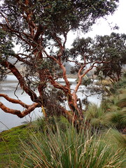 Polylepis