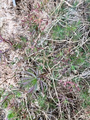 Suaeda australis