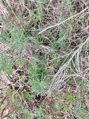 Suaeda australis