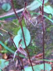 Cyrtostylis reniformis