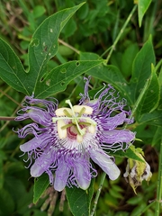 Passiflora incarnata