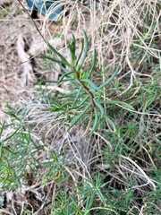 Suaeda australis