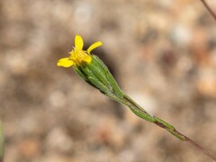 Rigiopappus leptocladus