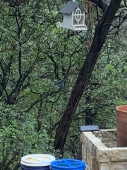 Aphelocoma woodhouseii