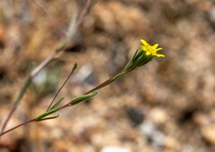 Rigiopappus leptocladus
