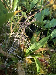 Maianthemum trifolium