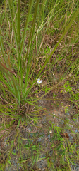 Erigeron vernus