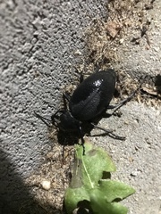 Carabus coriaceus