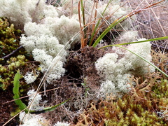 Cladonia stellaris