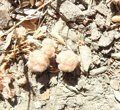 Trifolium tomentosum