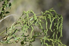 Chenopodium acuminatum