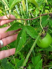 Passiflora incarnata