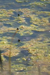 Chrysemys picta bellii