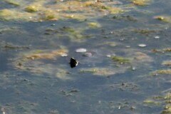 Chrysemys picta bellii
