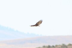 Buteo jamaicensis calurus