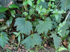 Begonia palmata