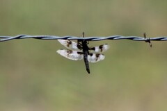 Libellula forensis