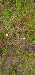 Erigeron vernus