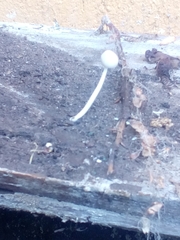 Agaricales