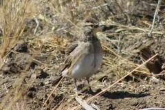 Eremophila alpestris merrilli
